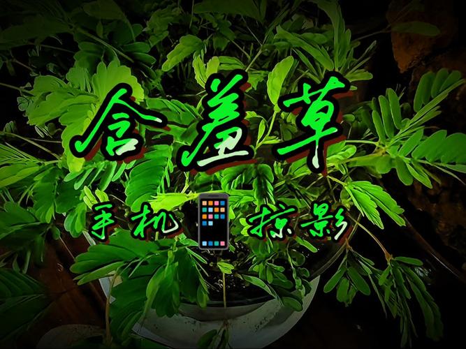 日本精油按摩师推荐！资深认证师教你【居家精油按摩手法】【精油配方调配技巧】【日本特色放松疗法】